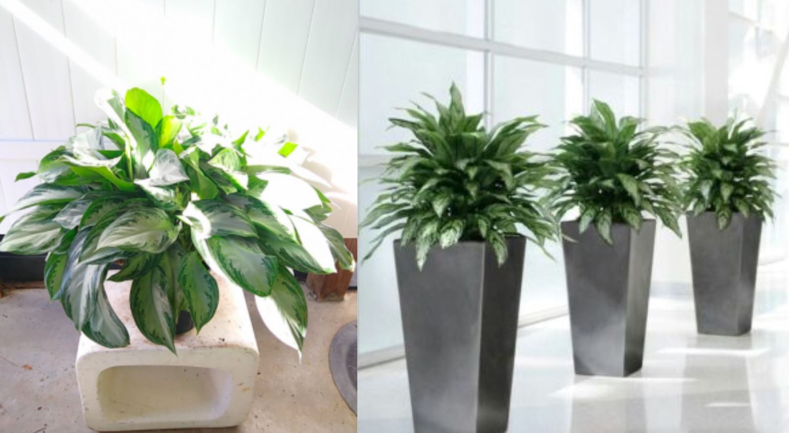 Cách trồng và chăm sóc Cây Ngân Hậu